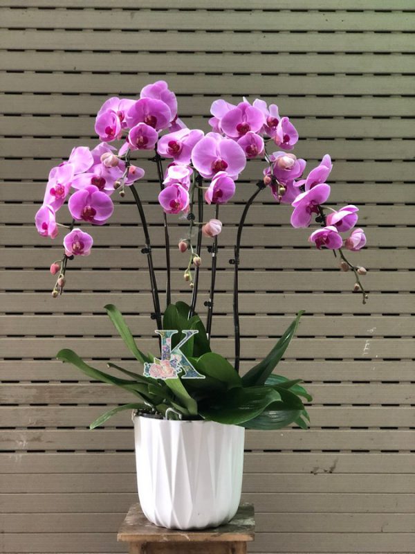 lan hồ điệp 1300