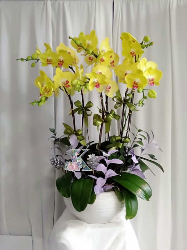 lan hồ điệp 25677