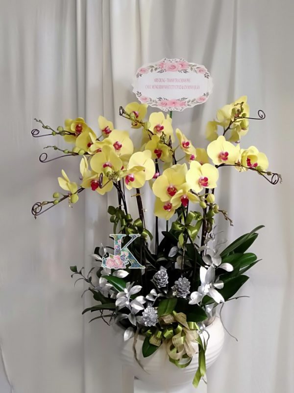 lan hồ điệp 1600