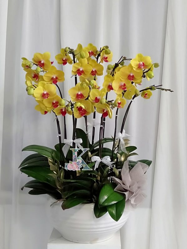 lan hồ điệp 1800a