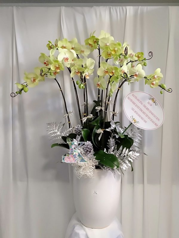 lan hồ điệp 1900