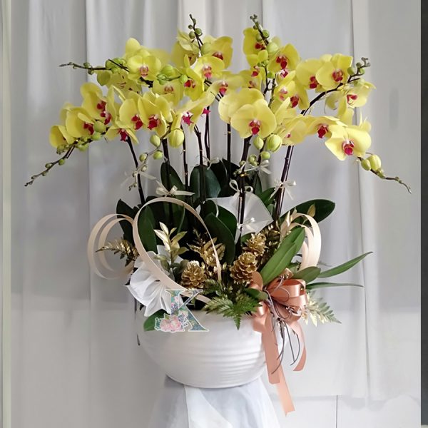 lan hồ điệp 2300