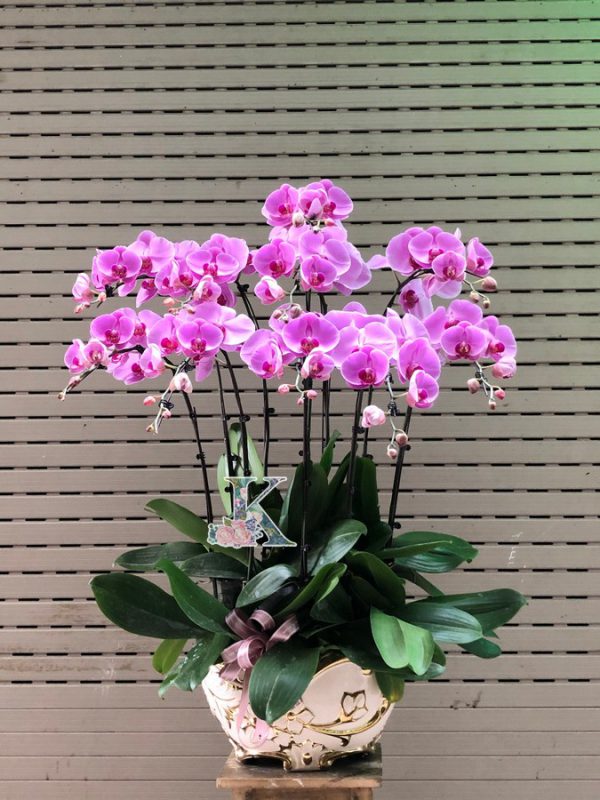 lan hồ điệp tím 2600