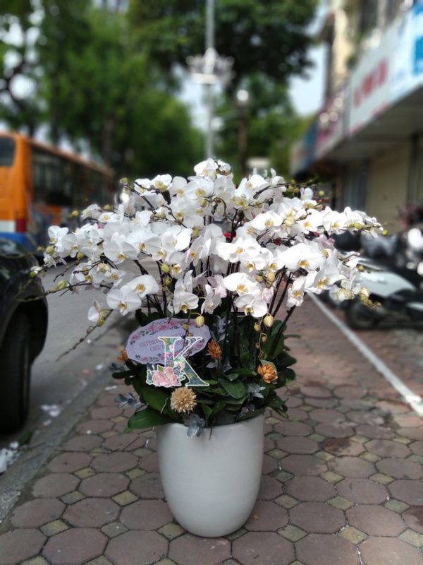 Bình Lan Hồ Điệp Trắng 3600