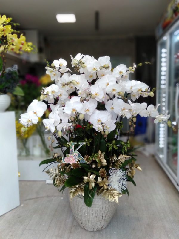 Bình Lan Hồ Điệp Trắng 3600A