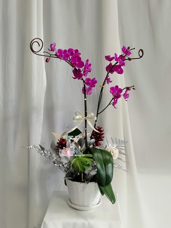 lan hồ điệp tím 500A