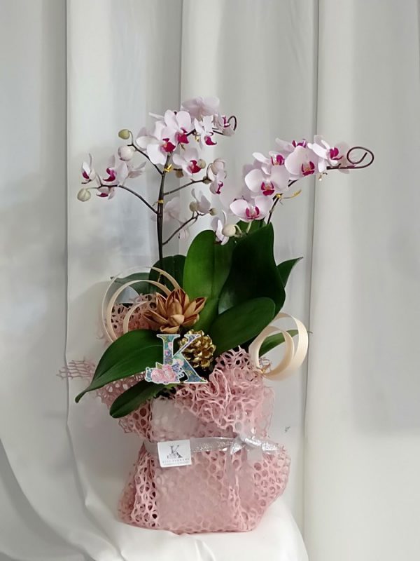 lan hồ điệp 600B