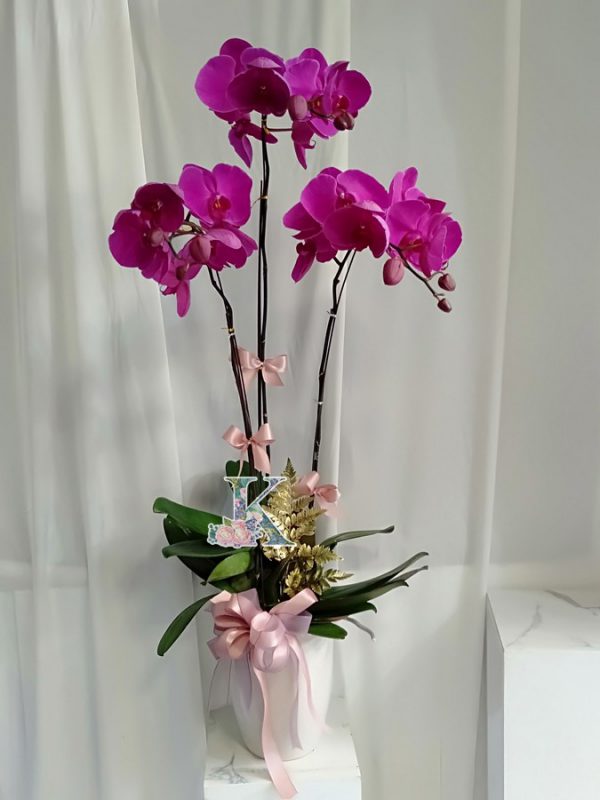 lan hồ điệp 800A