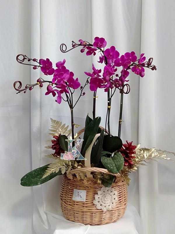 lan hồ điệp tím 800