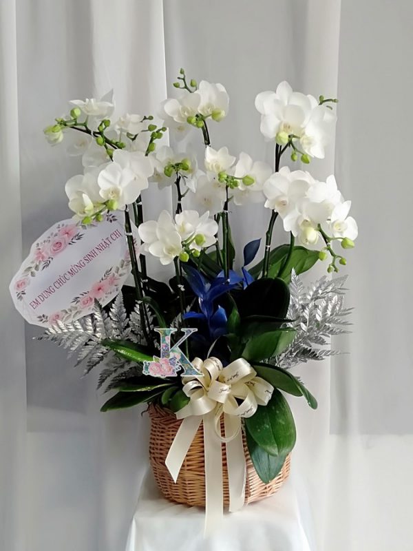 lan hồ điệp trắng 900