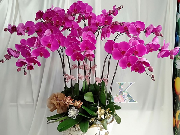 Hoa sang trọng Kingflowers: Cùng chiêm ngưỡng vẻ đẹp nguy nga, quý phái và tinh tế của các loài hoa của Kingflowers. Sự kết hợp giữa màu sắc và hình dáng tuyệt đẹp, thật khó có thể chối từ những bức ảnh này.