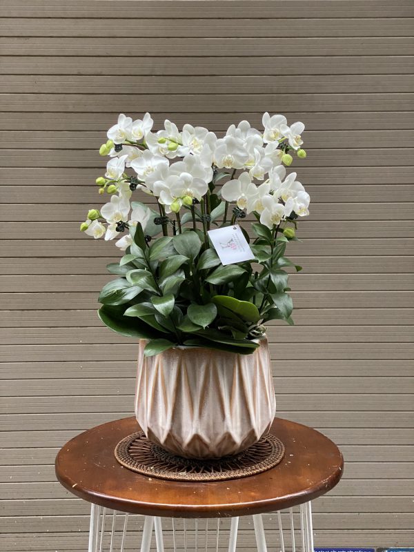 chậu lan mini 10 cành