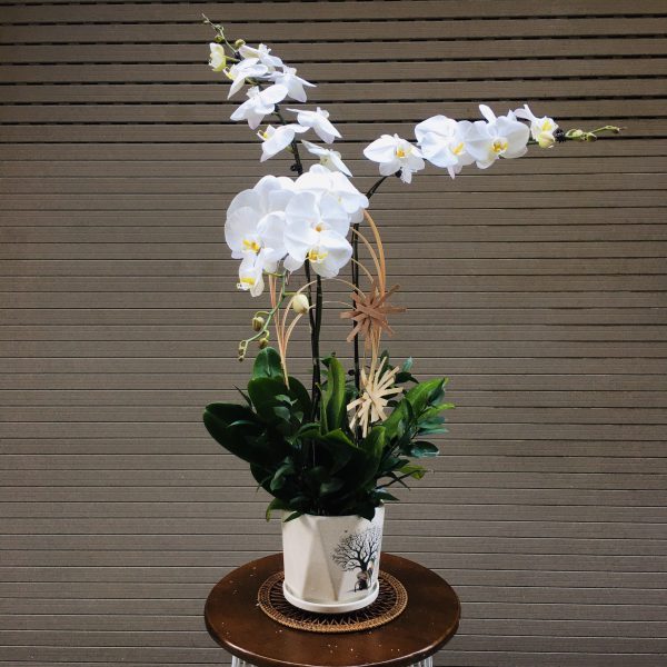 3 cành lan hồ điệp trắng